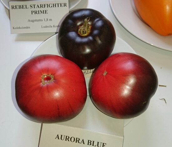 Синяя Аврора